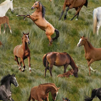 Horses ~ Giddy Up 0209A